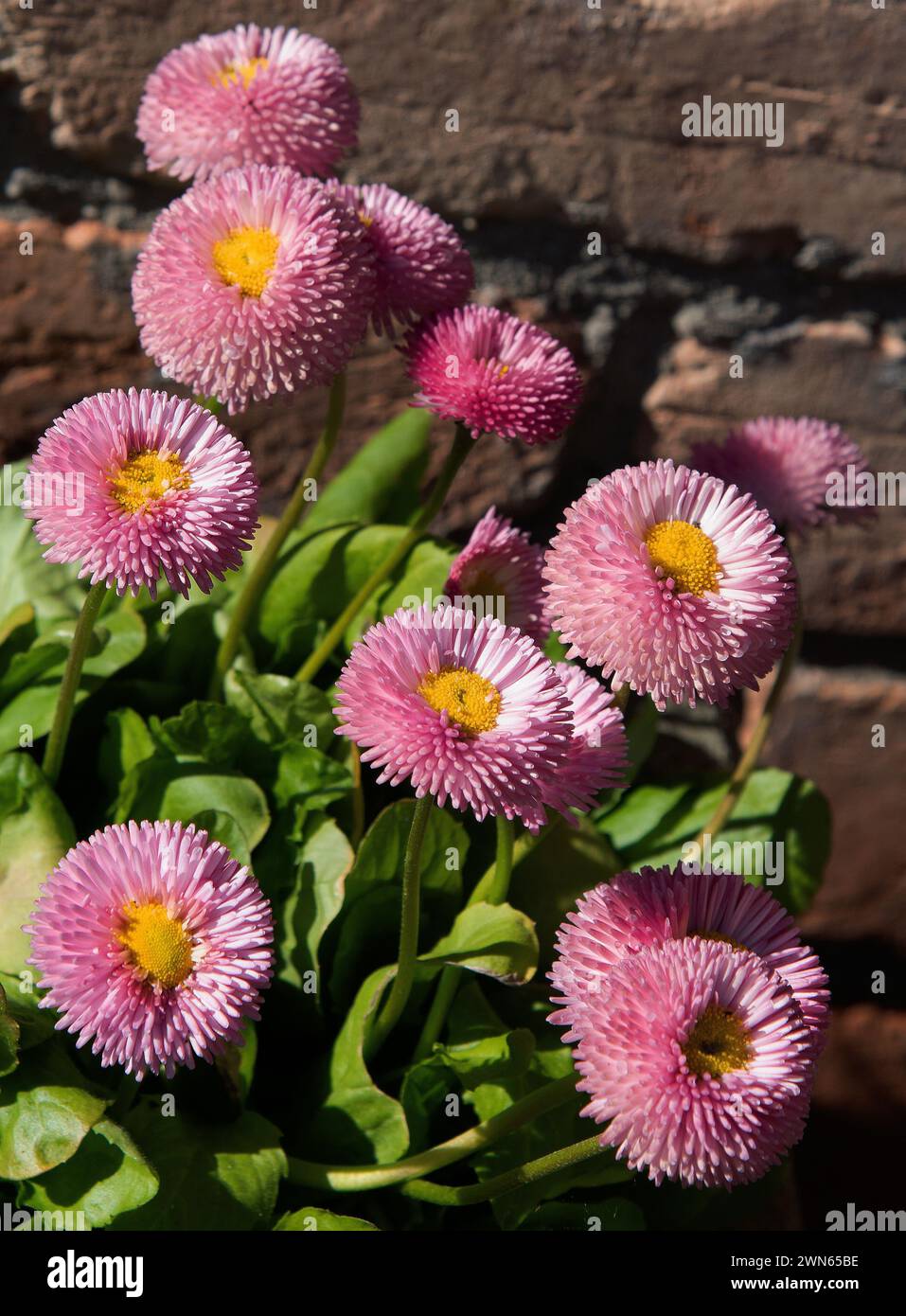 Bellis perennis Banque D'Images