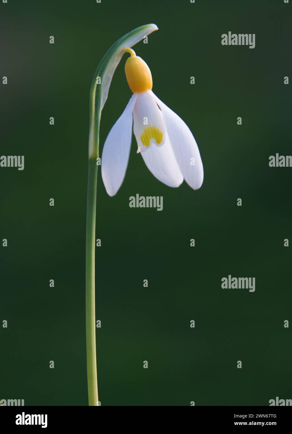 Galanthus 'Primrose Warburg' un vieux cultivar de goutte de neige, aux feuilles gris-vert ressemblant à des bandes.. Les fleurs ont un ovaire jaune intense distinctif. Le Banque D'Images