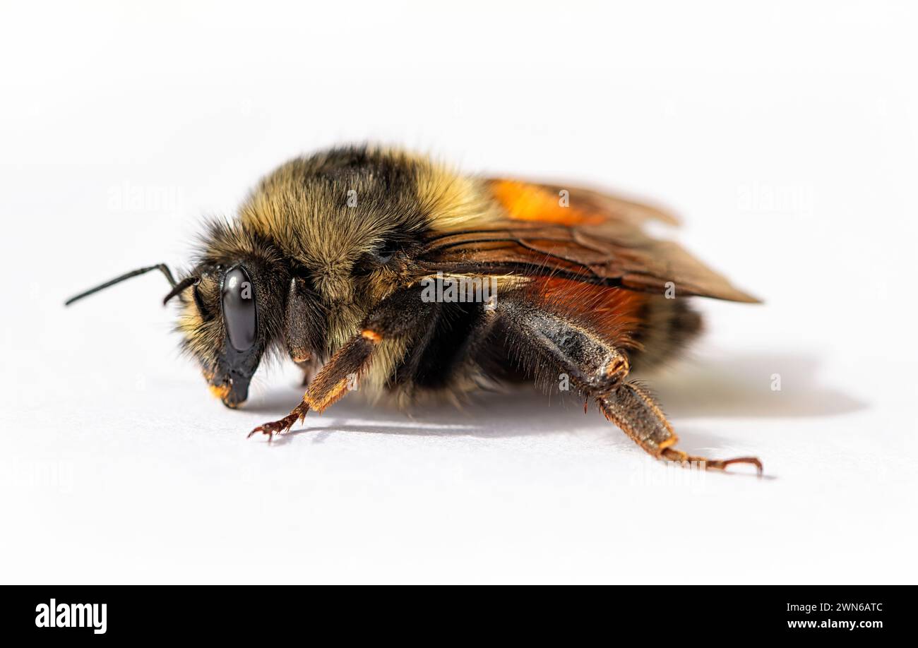Macro d'une reine bourdon (bombus) - sur un fond blanc. Banque D'Images