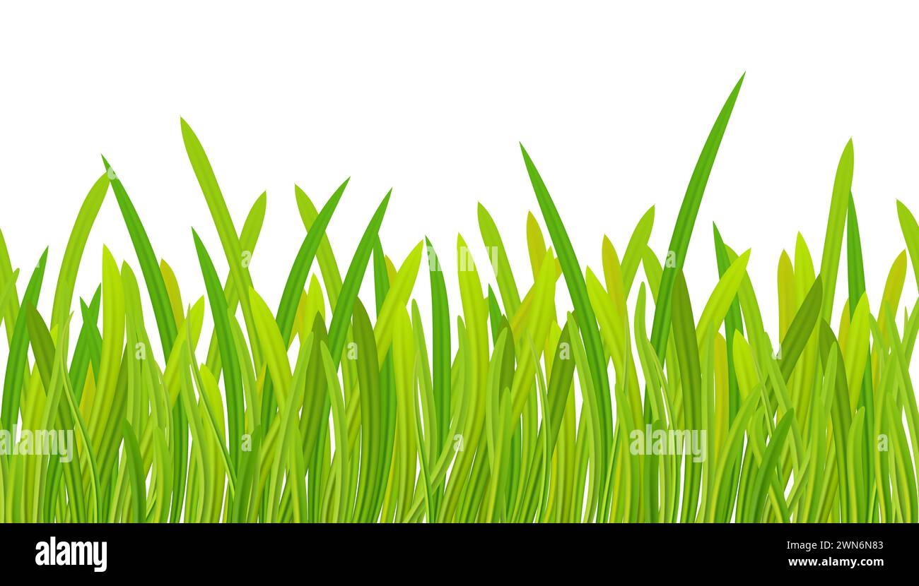 Prairie. Printemps, saison estivale. bordure d'herbe verte transparente réaliste ou cadre isolé sur blanc - nature, écologie, environnement, modèle de jardinage. Banque D'Images
