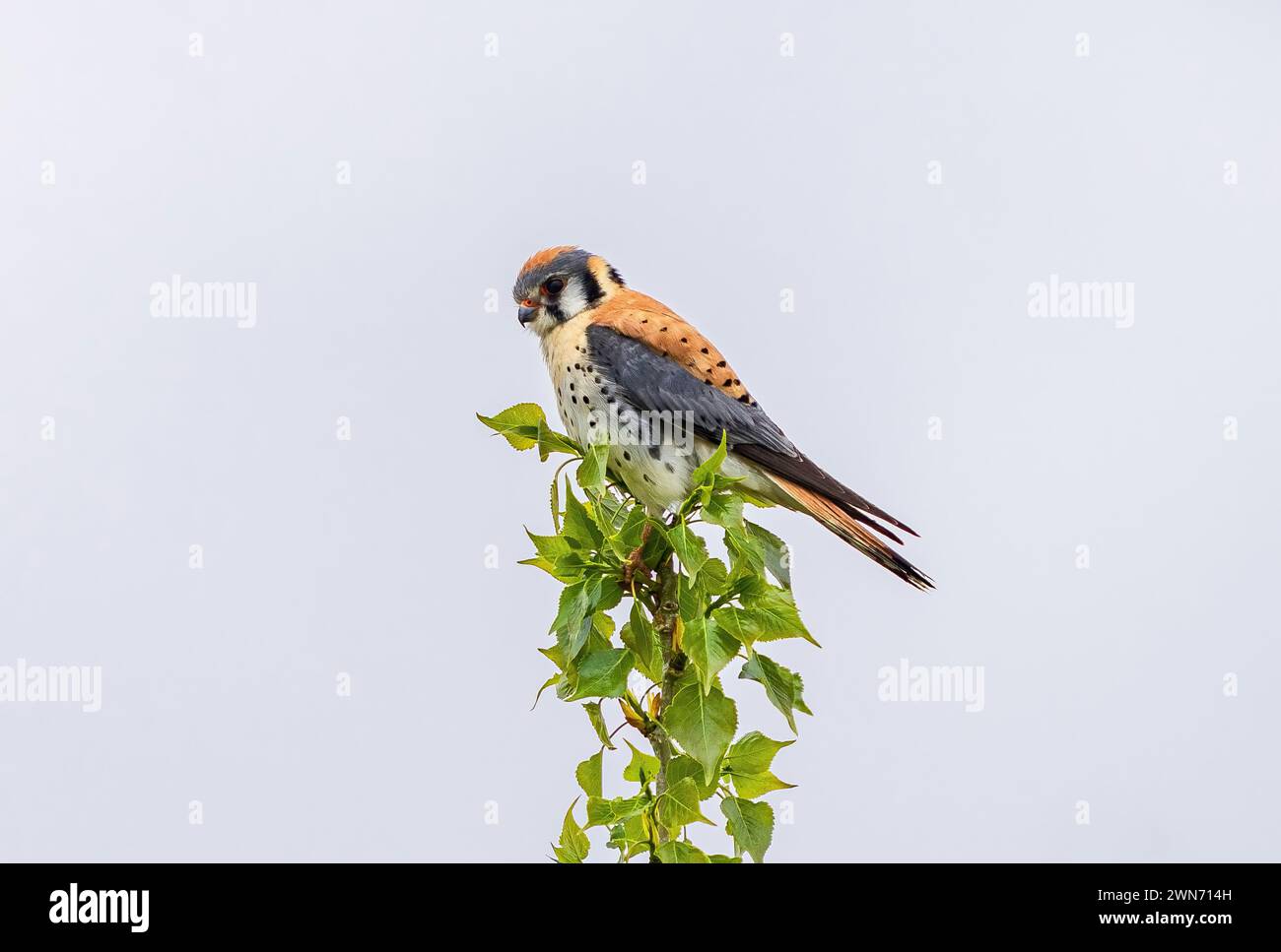 Portrait d'un Cestrel américain perché sur une branche dans la douce lumière du début du printemps. Banque D'Images