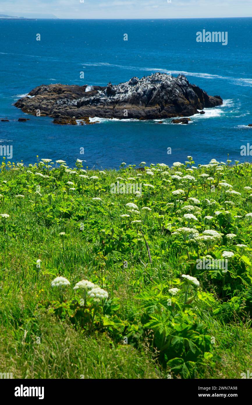Vue sur l'océan, Yaquina Head zone naturelle exceptionnelle, Newport, Oregon Banque D'Images