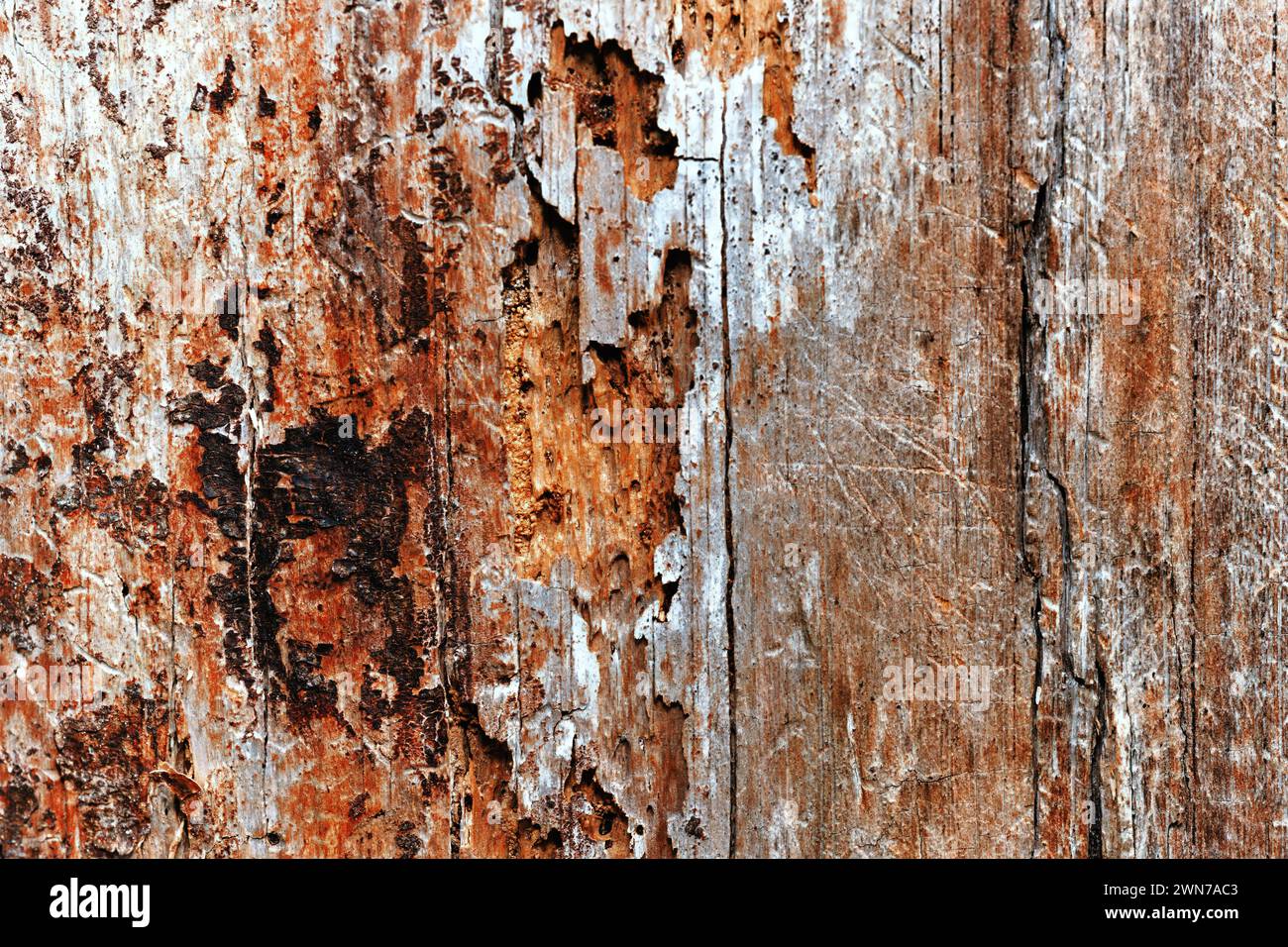 Une macro perspective abstraite capturant les textures fascinantes d'un tronc d'arbre délabré et sans vie. L'art de la nature en décomposition. Banque D'Images