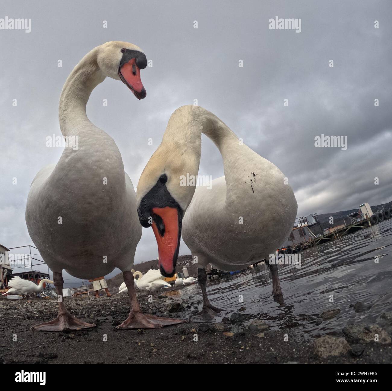 Curieux cygnes sur la rive du lac Yamanaka, région du Mont Fuji, Honshu, Japon Banque D'Images