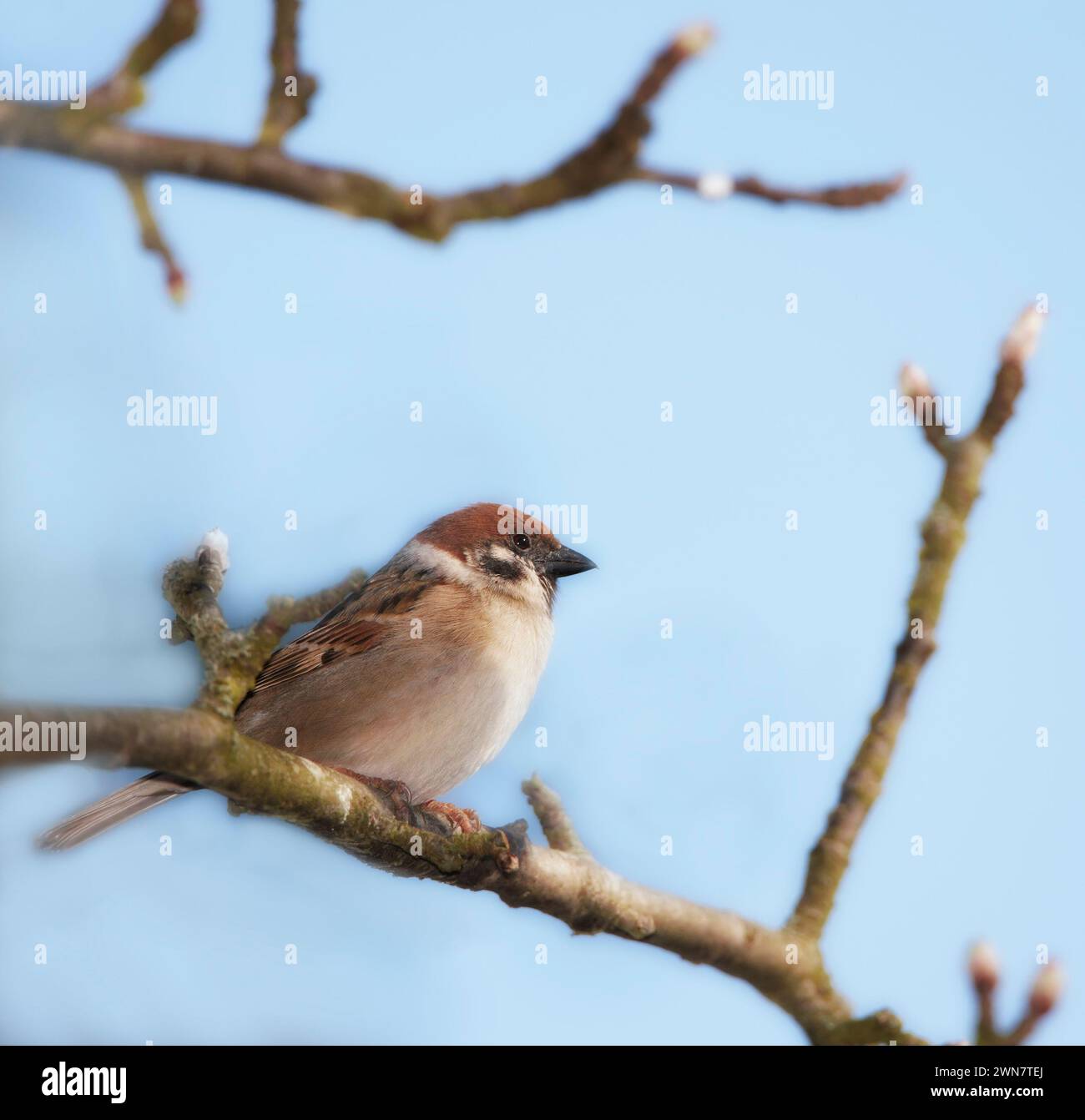 Moineau d'arbre eurasien, nature et ciel avec oiseau, équilibre et plume pour le repos avec ornithologie. Jardin, automne et saison avec gros plan, faune et Banque D'Images