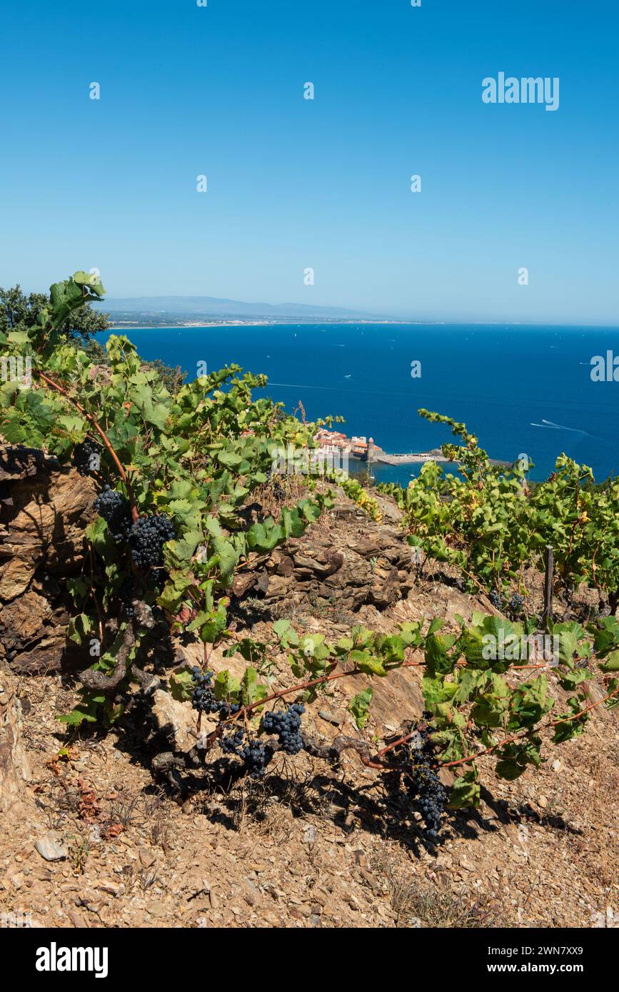 france Pyrénées Orientales Roussillon Côte vermeille collioure vignoble côte bleue mer méditerranée fond Banque D'Images