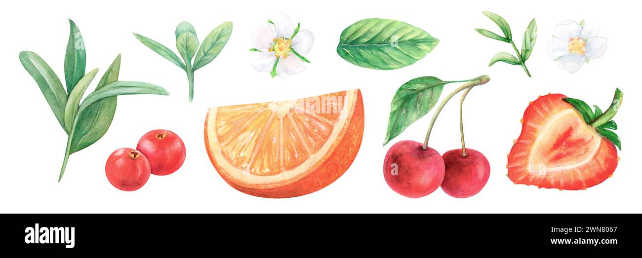 Illustration de dessin d'aquarelle de jeu de feuilles de fruits. Fraise orange cerise. Branche verte fruit aquarelle rameau fleur isolée sur blanc Banque D'Images