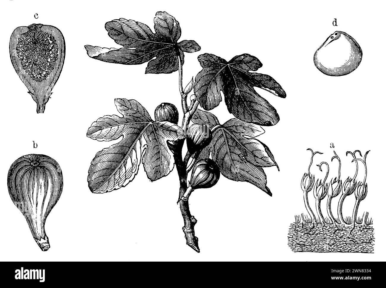 Figue avec fleur (en bas à droite), fruit (en bas à gauche), fruit tranché (en haut à gauche) et graine (en haut à droite), Ficus carica, (livre d'anthropologie, 1894), Feige mit Blüte (unten rechts), Frucht (unten links), aufgeschnittener Frucht (oben links) und Samen (oben rechts), figue avec fleur (en bas à droite), fruit (en bas à gauche), fruit découpé (en haut à gauche) et graines (en haut à droite) Banque D'Images