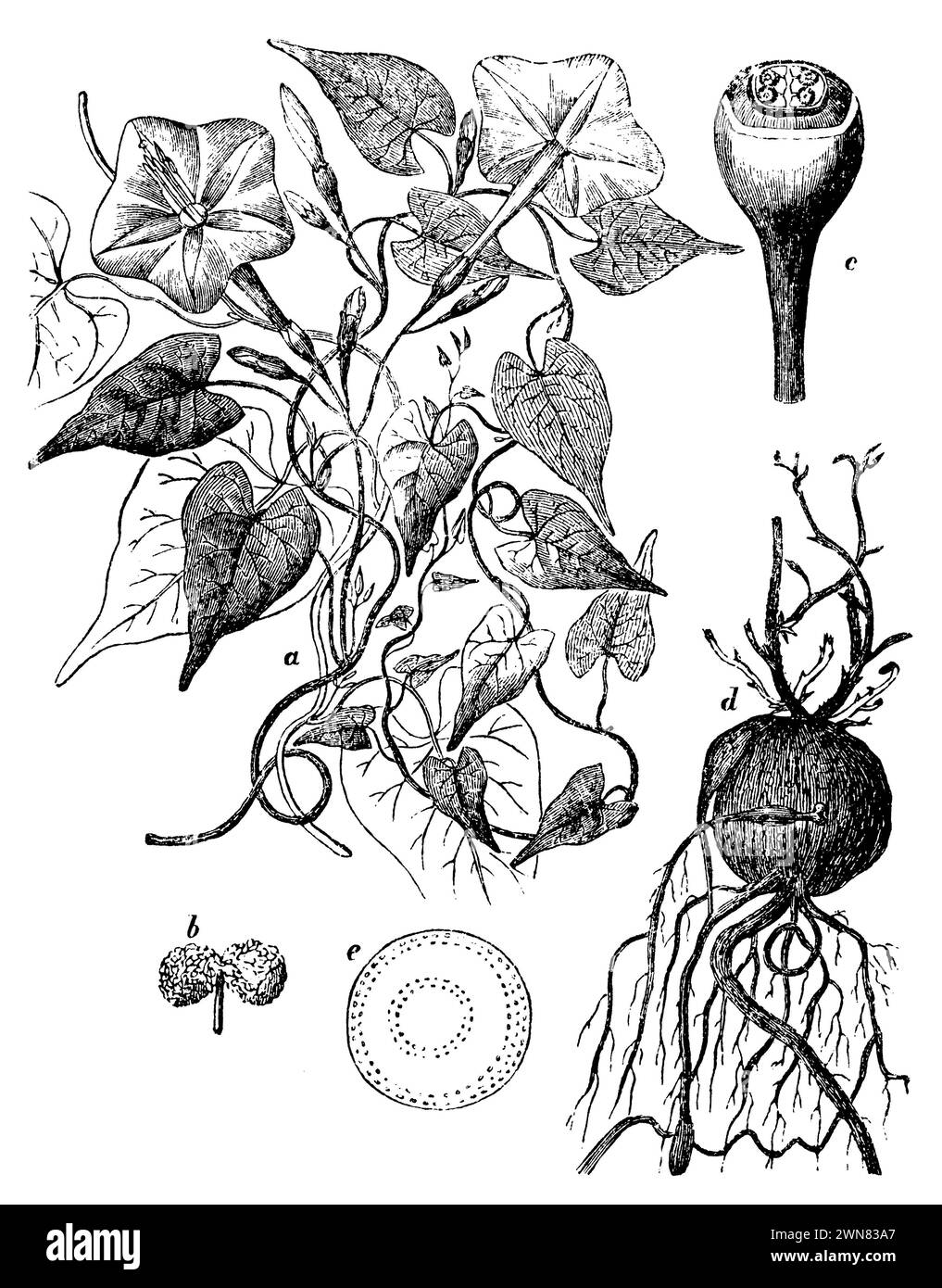 Merveille du Pérou, une tige, b stigma, c fruit, sectionné en haut, d tubercule, e moyenne du tubercule., mirabilis jalapa, (encyclopédie, 1893), Wunderblume, a Stengel, b Narbe, c Frucht, oben durchschnitten, d Knolle, e Durchschnitt der Knolle, merveille du Pérou, a tige, b stigmate, c fruit, coupé en haut, d tubercule, e moyenne du tubercule Banque D'Images