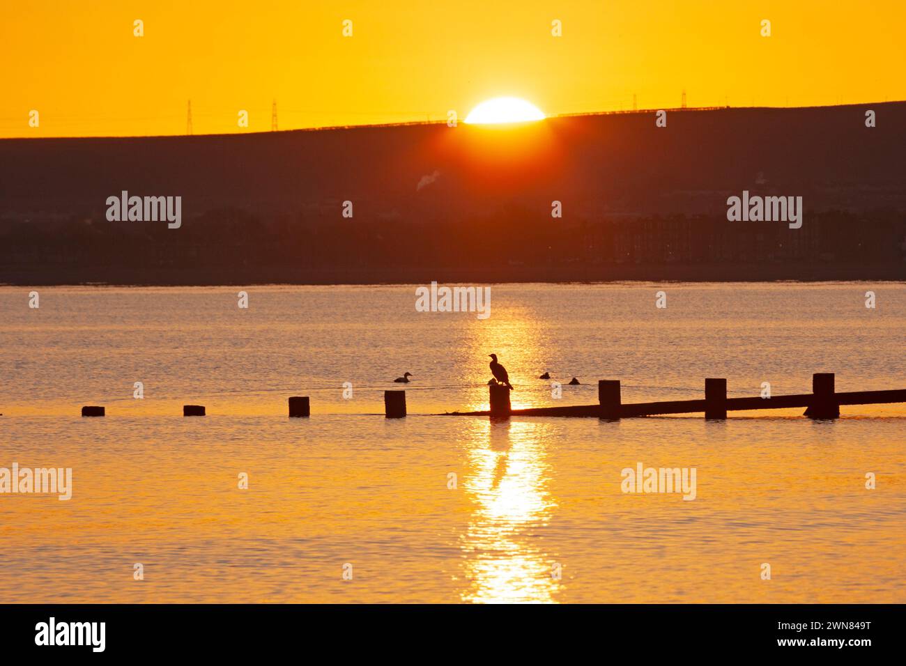 Portobello, Édimbourg, Écosse, Royaume-Uni. 1er mars 2024. Température juste en dessous du point de congélation pour le début du mois de mars au bord de la mer par le Firth of Forth. Sur la photo : un Shag perché sur la plage de Groyne profitant de la chaleur du soleil levant. Credit : Arch White/Alamy Live news. Banque D'Images