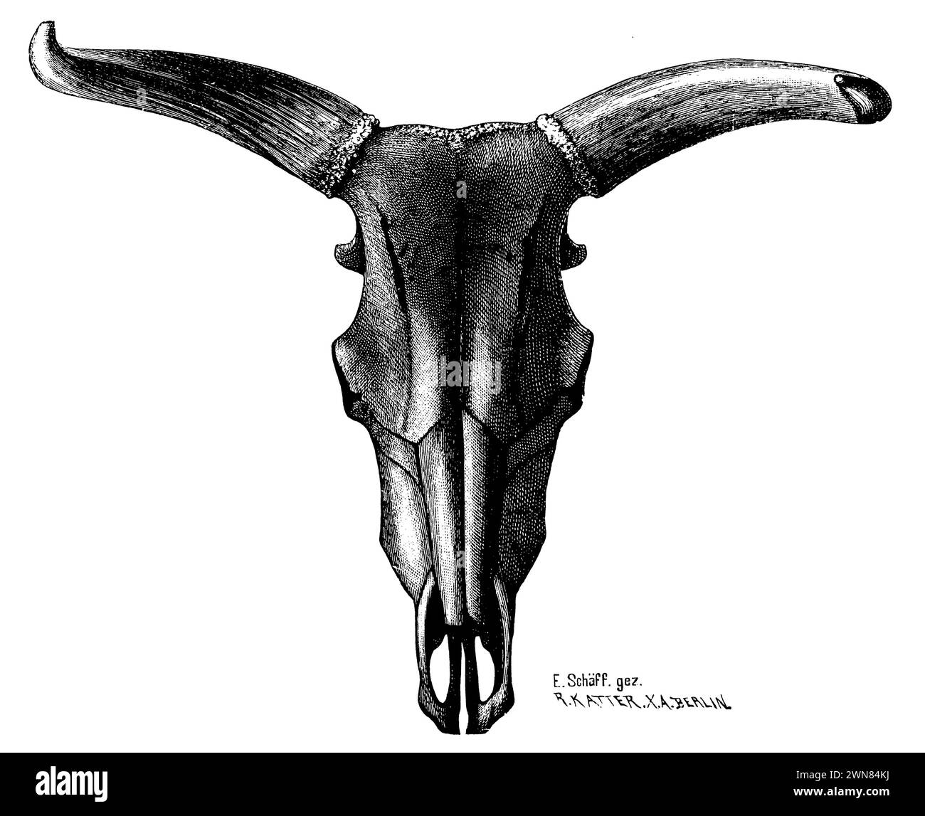 Aurochscow Skull, Bos primigenius, E. Schäff (Zeichner) (livre agricole, 1912), Auerochse, Schädel einer Kuh, aurochs, crâne de vache Banque D'Images