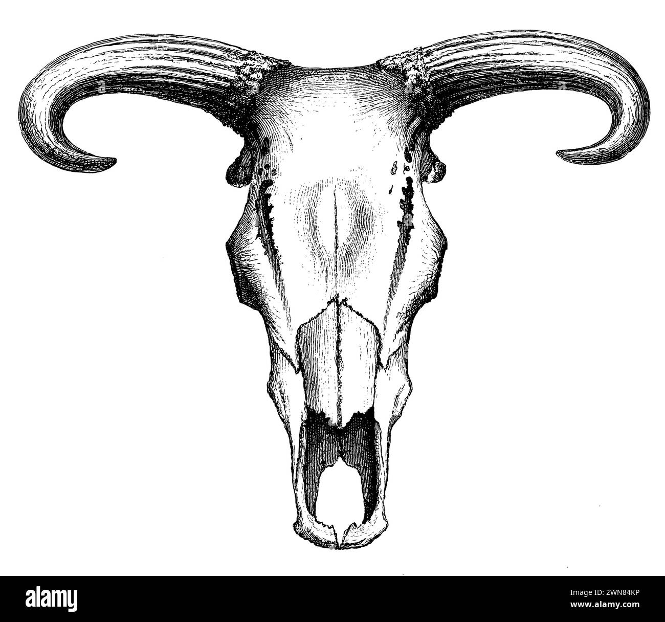 Aurochscow Skull, Bos primigenius, J Varrone U. FW Bader XA;J Varrone U. FW Bader XA (Agricultural book, 1885), Auerochse, Schädel einer Kuh, aurochs, crâne de vache Banque D'Images
