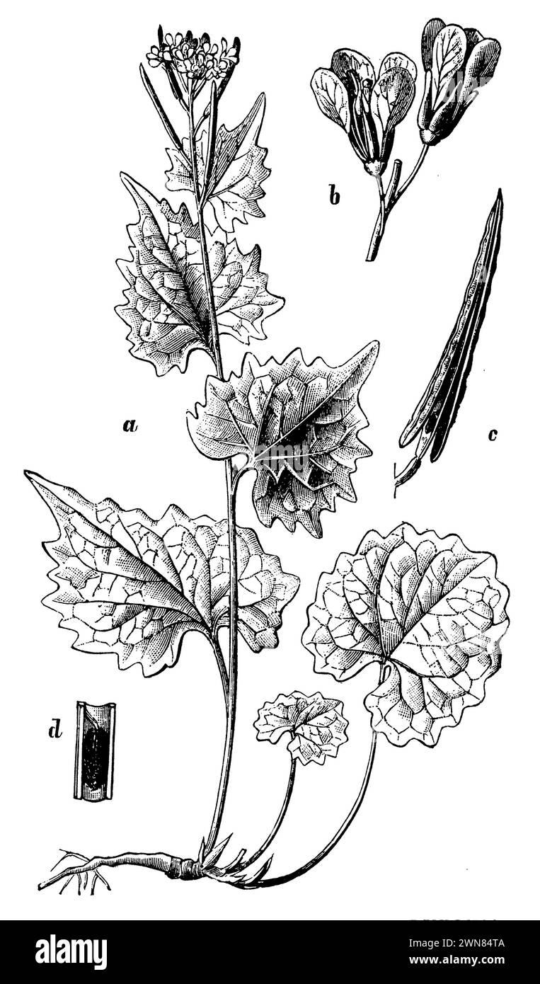 Ail moutarde, Alliaria petiolata, (livre de botanique, 1898), Knoblauchsrauke, alliaire officinale Banque D'Images