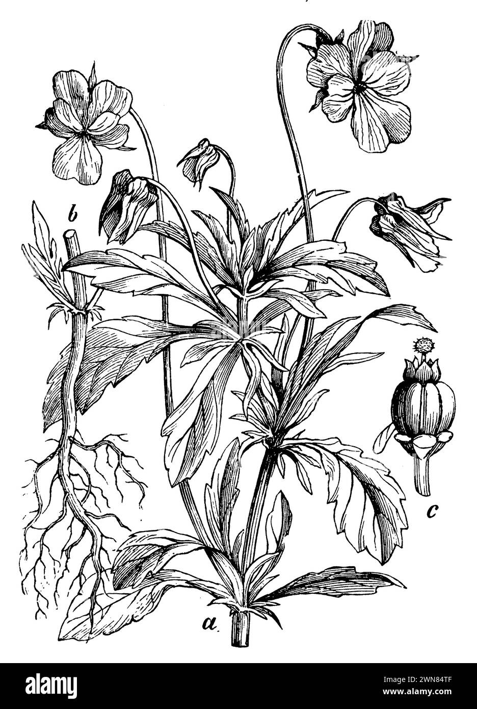 Pansy sauvage, a, b plant, c étamines et pistils, Viola tricolor, (livre de botanique, 1898), Wildes Stiefmütterchen, a, b Pflanze, c Staubgefäße und Stempel, pensée sauvage, a, b plante, c étamines et pistil Banque D'Images