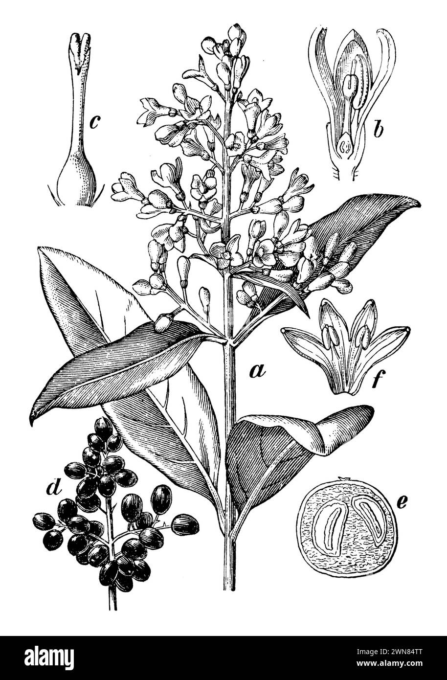 privet sauvage, branche fleurie, b fleur en coupe longitudinale, c pistil, d branche fructifique, e baie, coupée transversalement, f Corolla and Stamens., Ligustrum vulgare, (livre de botanique, 1898), Liguster, a Blütenzweig, b Blüte im Längsschnitt, c Stempel, d Fruchtzweig, e Beere, quer durchgeschnitten, f Blumenkrone und Staubgefäße, Troène commun, a rameau floral, b fleur en coupe longitudinale, c pistil, d rameau fructifère, e baie coupée transversalement, f corolle et étamines Banque D'Images