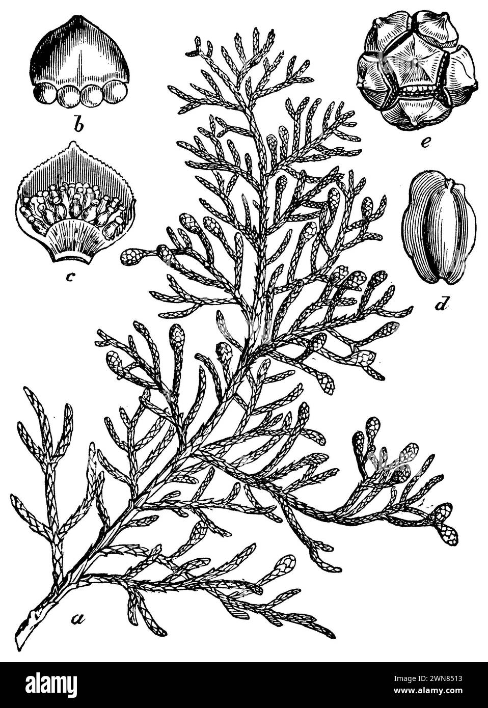 Cyprès italien, Cupressus sempervirens, (livre de botanique, 1898), Mittelmeer-Zypresse, Cyprès commun Banque D'Images