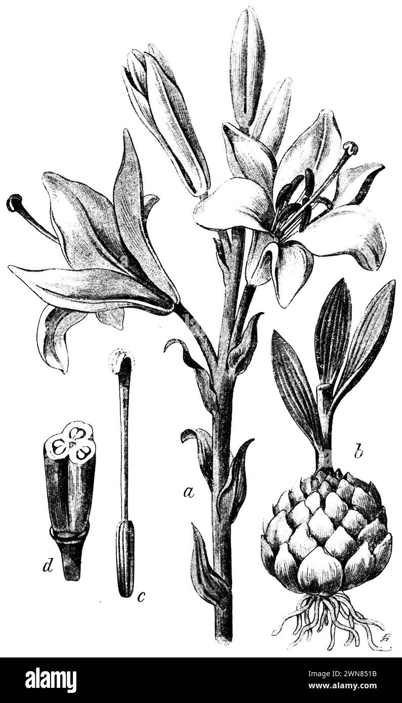 Madonna Lily, Lilium candidum, (livre de botanique, 1902), Madonnen-Lilie, a Stengel mit Blüten, b Zwiebel mit Wurzel und Stengel, c Stempel, d Frucht, quer durchschnitten, lis blanc; Banque D'Images