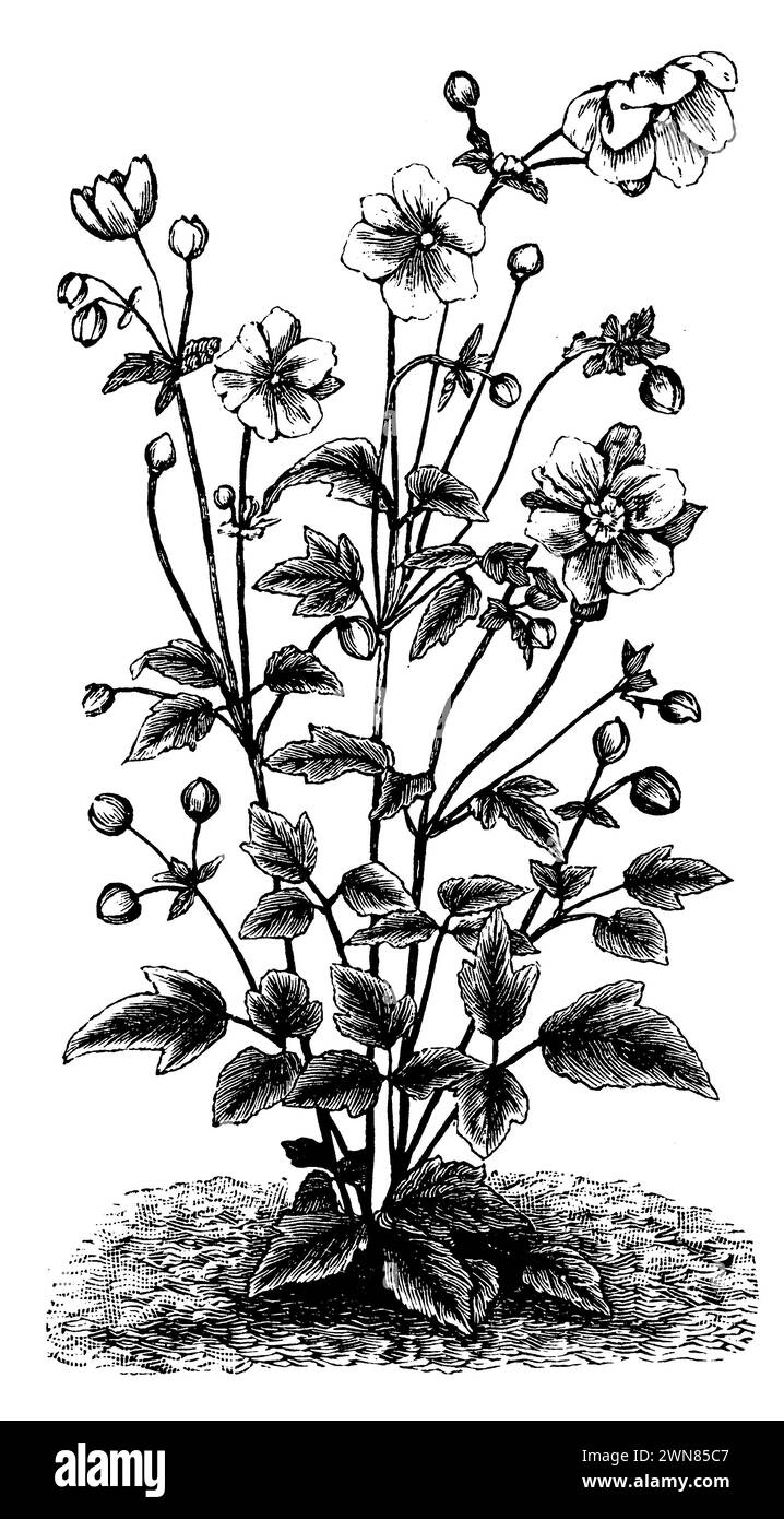 Thimbleweed japonais, Anemone hupehensis, (livre de jardin, 1913), Herbst-Anemone, anémone hupehensis Banque D'Images