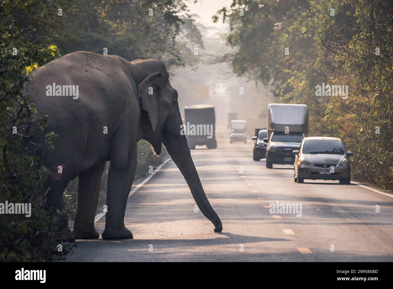 Un éléphant d'Asie mâle sauvage sort de la forêt et sur une route dans la réserve naturelle de Khao Ang Rue Nai le 14 février 2024 à Chachoengsao, Thaïlande. Banque D'Images