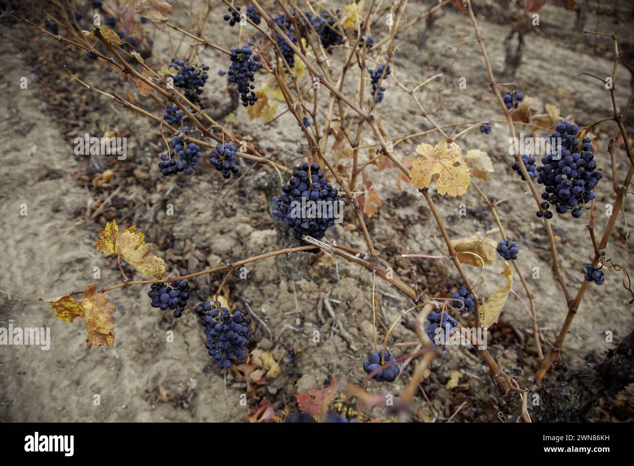 Détail de fruits frais dans un champ, industrie du vin Banque D'Images