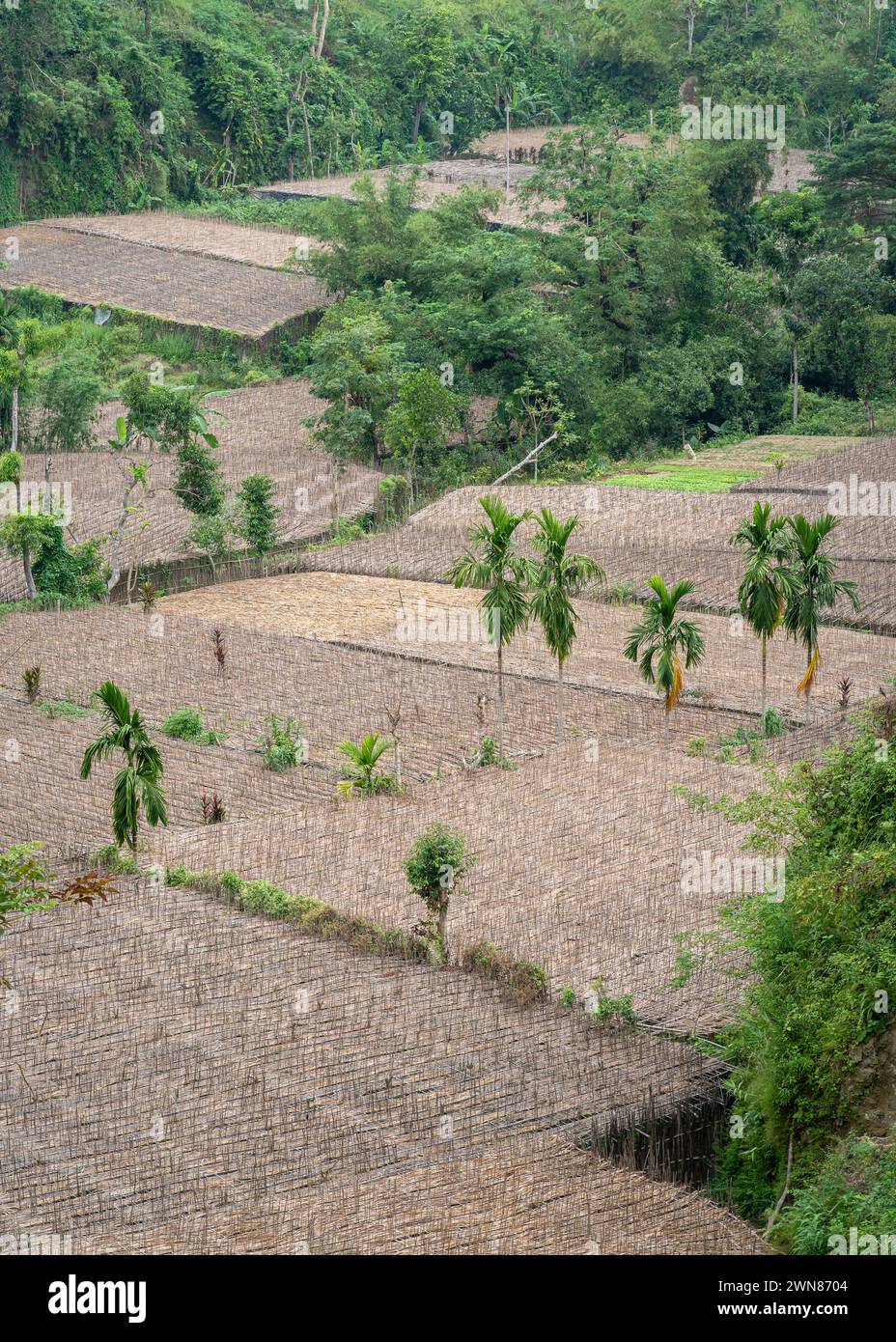 Vue aérienne verticale de feuilles de bétel ou de betle de nageoires poussant sous un toit de bambou fournissant de l'ombre, île de Maheshkhali, Cox's Bazar, Bangladesh Banque D'Images