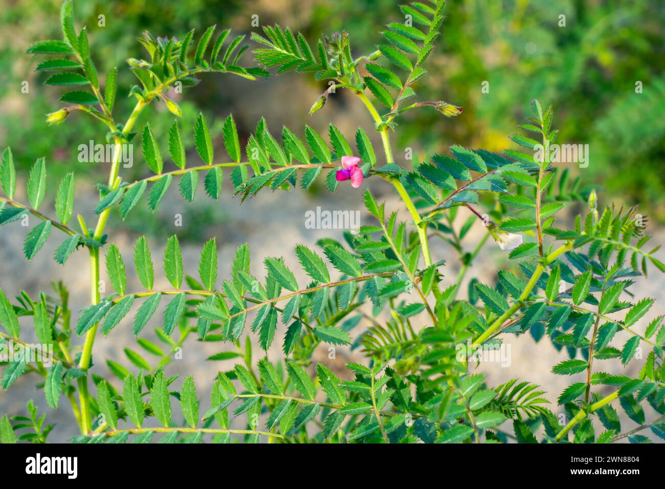 Plante et fleur de pois chiches dans le désert Banque D'Images