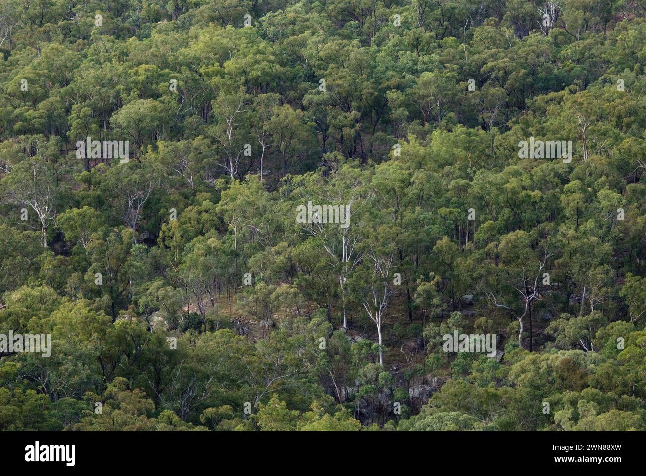 Végétation indigène poussant dans le parc national d'Isla gorge Queensland Australie Banque D'Images