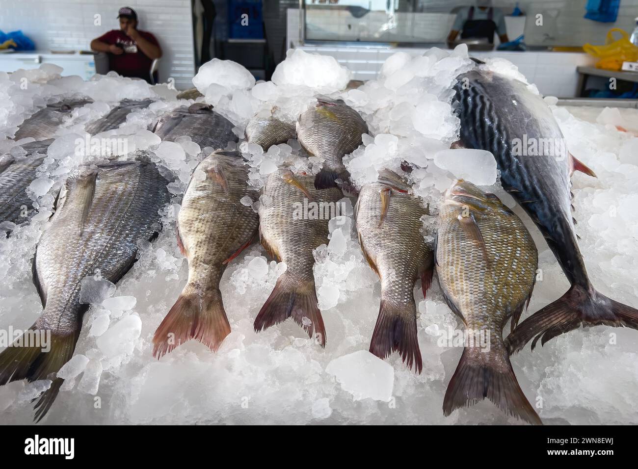 Poisson de mer sur glace au marché aux poissons. Dammam, Arabie Saoudite. Banque D'Images