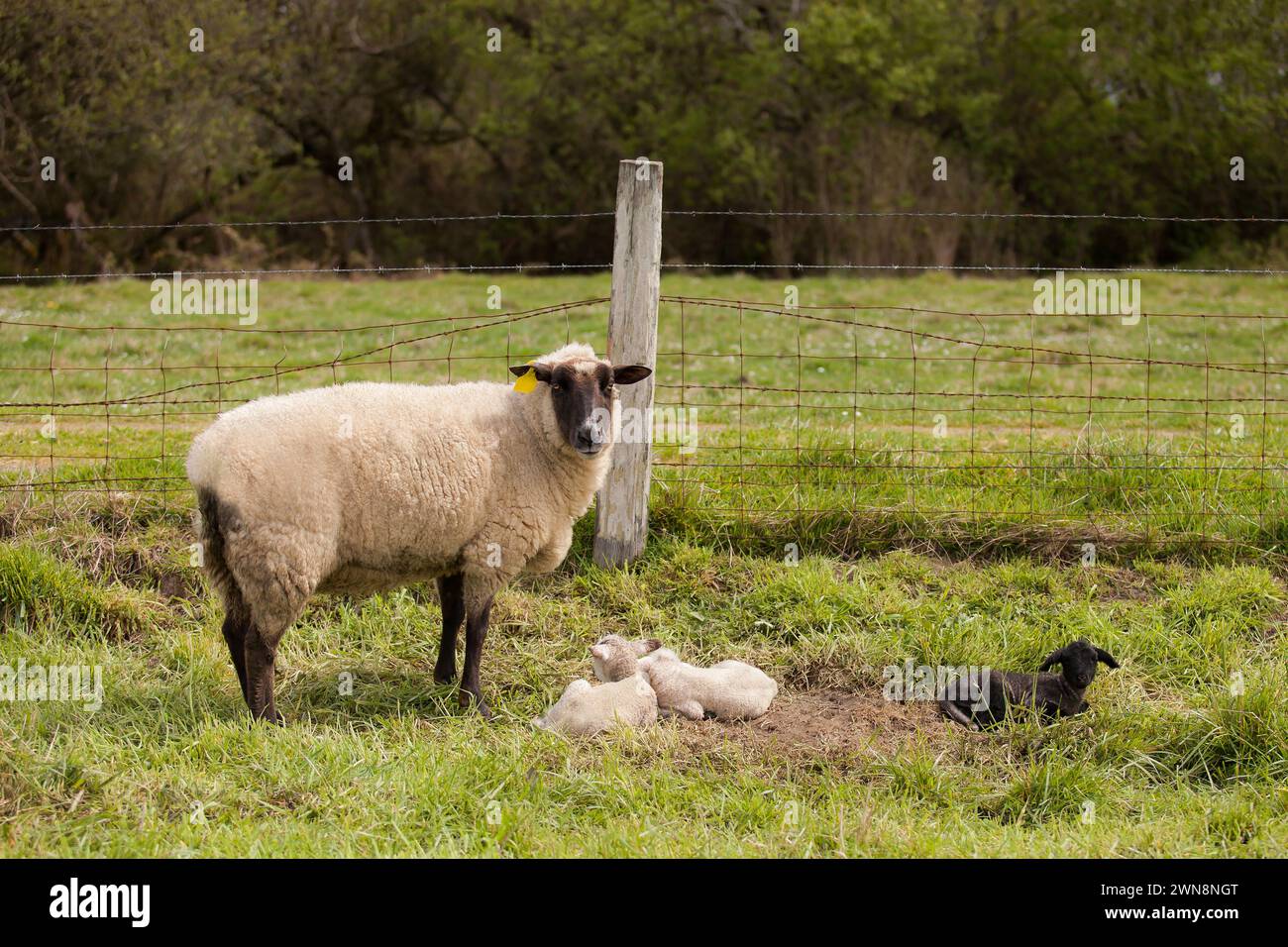 Maman brebis avec deux agneaux blancs et un agneau noir Banque D'Images