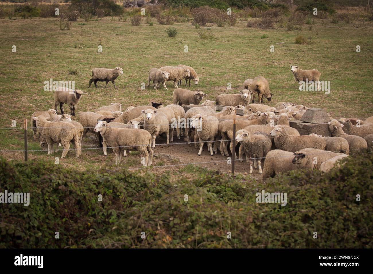 Agneau herbacé pâturant sur de l'herbe verte en Californie Banque D'Images