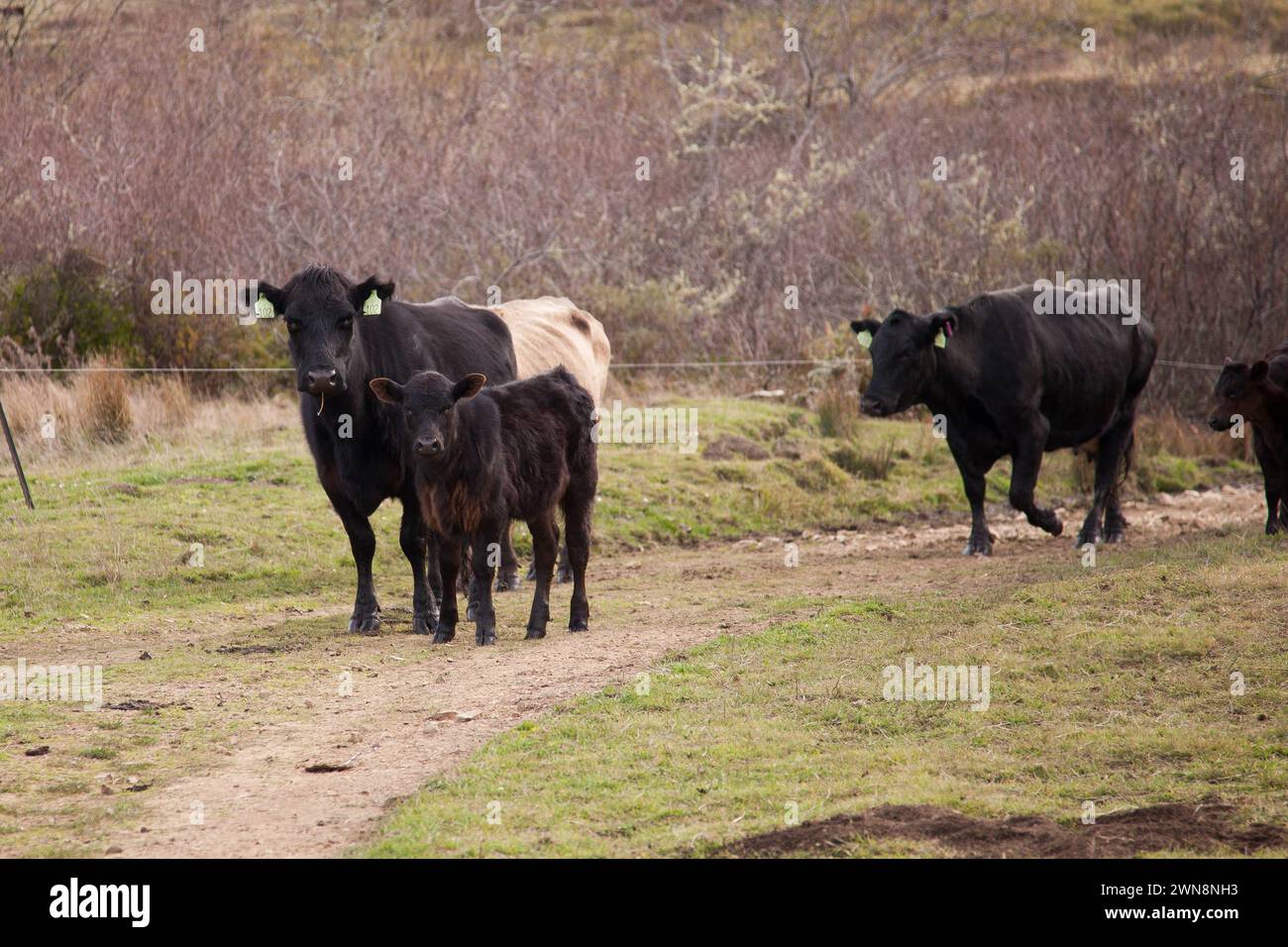 Maman boeuf vache et son bébé veau pâturant sur l'herbe verte Banque D'Images