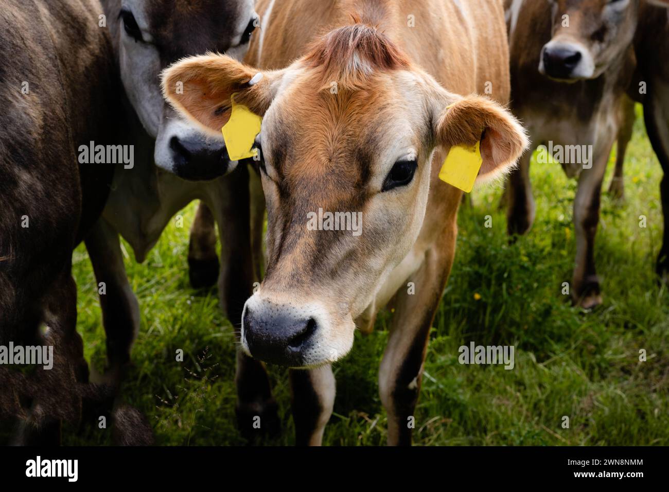 Vache à lait Jersey pâturant sur l'herbe verte en Californie Banque D'Images