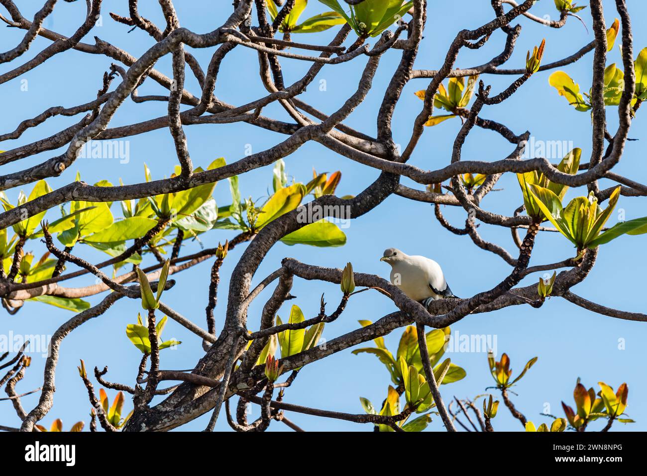 Pigeon impérial de Torresian (Ducula spilorrhoa), pigeon blanc Nutmeg, pied impérial australien ou pigeon du détroit de Torres dans un acajou africain Banque D'Images