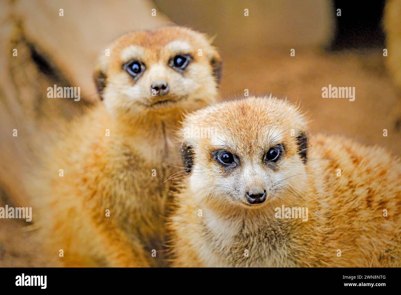 Suricate (Suricata suricatta) vit en groupes de 20-50 Banque D'Images