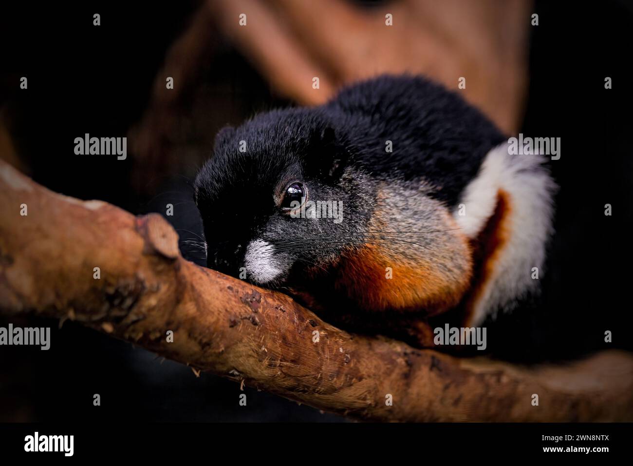 Écureuil de Prevost (Callosciurus prevostii) sur un arbre Banque D'Images