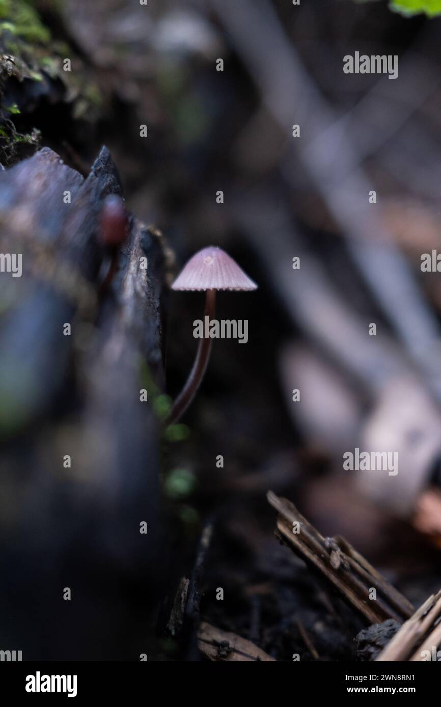 Champignon translucide poussant à partir d'un tronc d'arbre en décomposition Banque D'Images