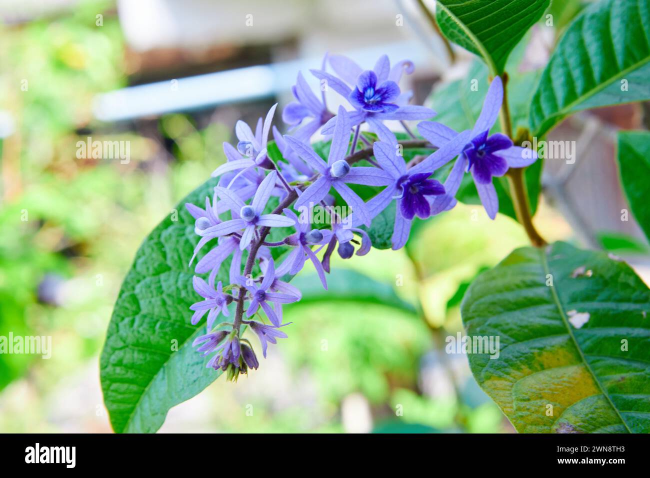 Bouquet de couronne violette fleurissant sur l'arbre Banque D'Images