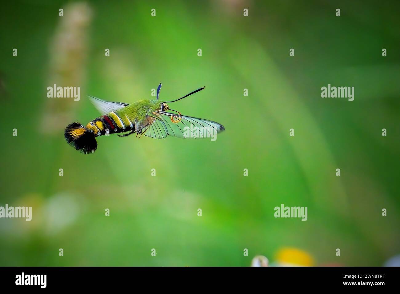 gros plan bourdonnement de papillons dans le jardin Banque D'Images