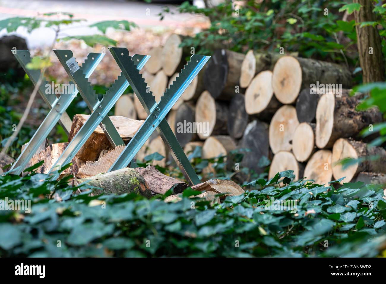 Brennholz mit Holzbock im Garten zuschneiden Banque D'Images