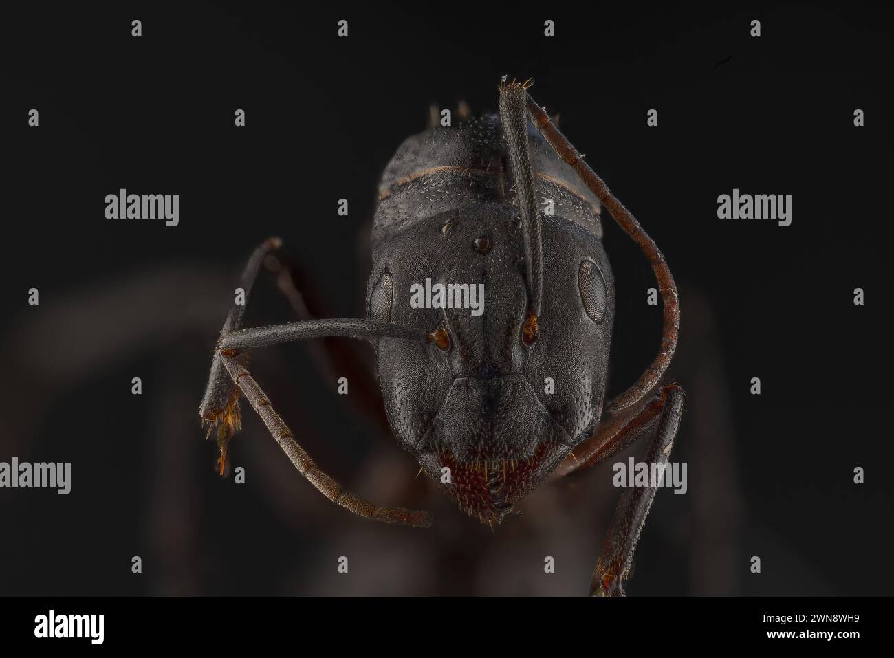 Les fourmis semblent avoir un peu de personnalité quand leurs visages sont ce gros plan WORCESTER PARK, ANGLETERRE ILS ressemblent à des photos d'IA mais ces fascinantes min Banque D'Images