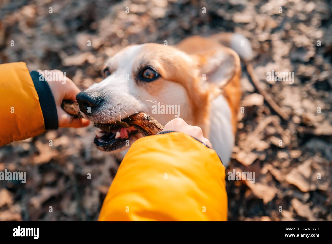 Corgi chien mâche un bâton dans la forêt des mains d'un garçon Banque D'Images