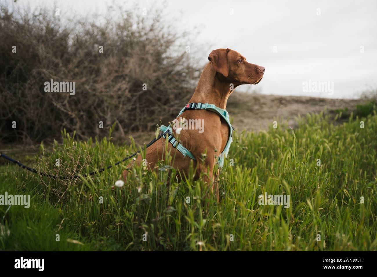 Chien Vizsla assis dans de hautes herbes Banque D'Images