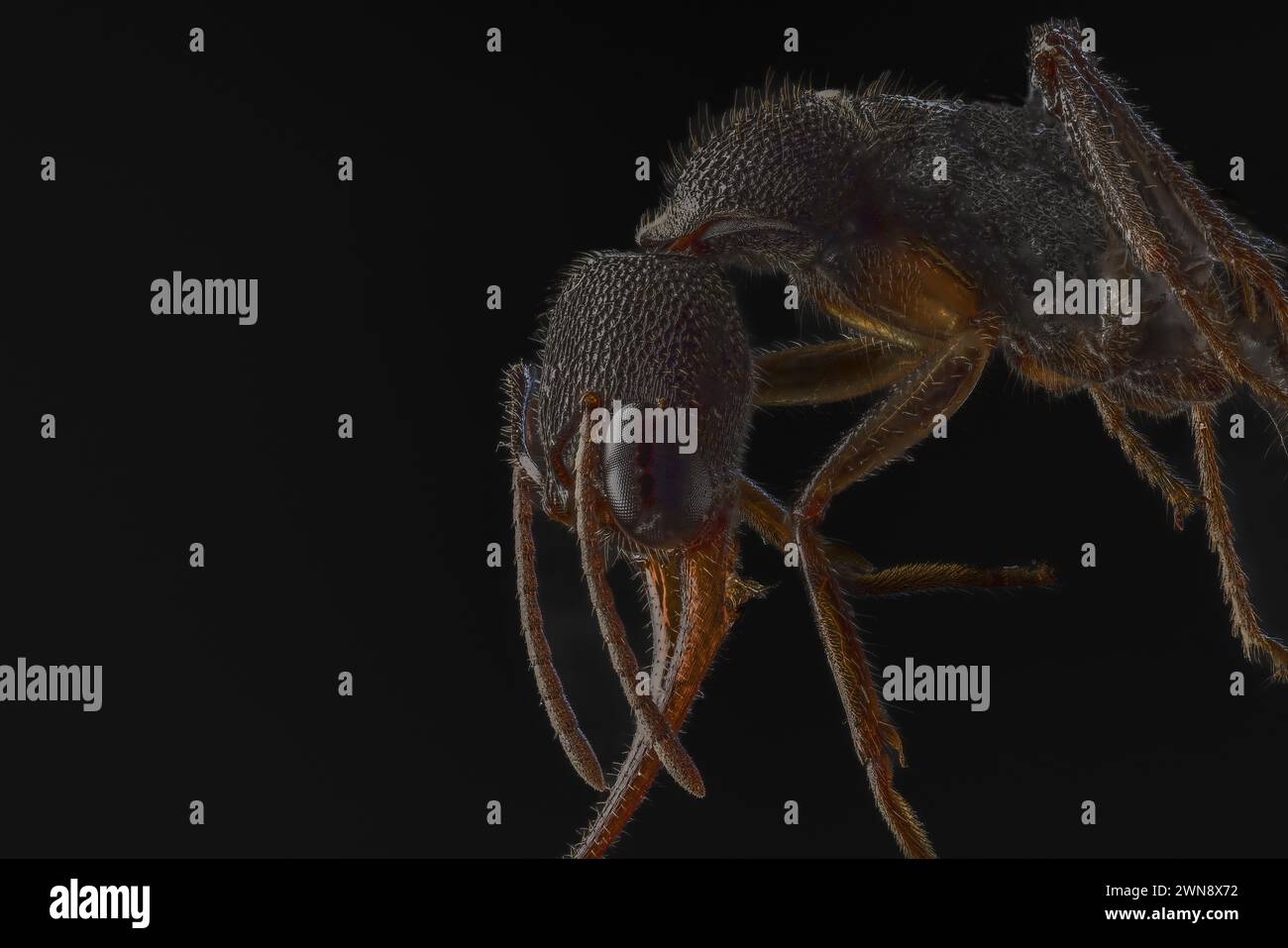 Vous êtes si près que vous pouvez voir les pores des fourmis WORCESTER PARK, ANGLETERRE ILS ressemblent à des photos d'IA, mais ces fascinantes images de mini-monstre sont en fait clos Banque D'Images