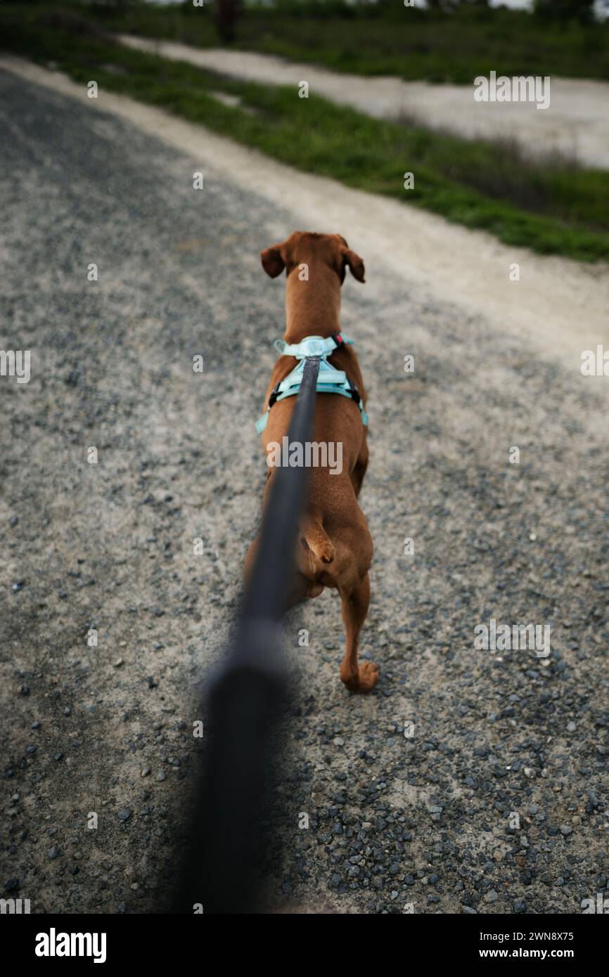 POV promenant le chien vizsla en laisse sur le gravier Banque D'Images