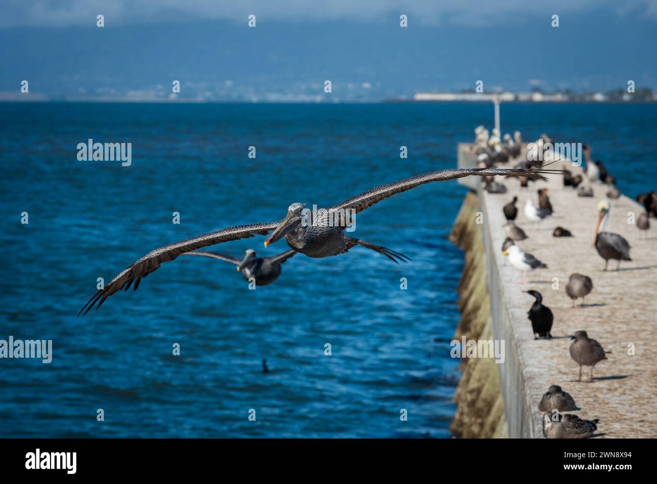 Groupe de pélicans bruns en vol sur le front de mer, San Francisco, Californie, USA. Banque D'Images