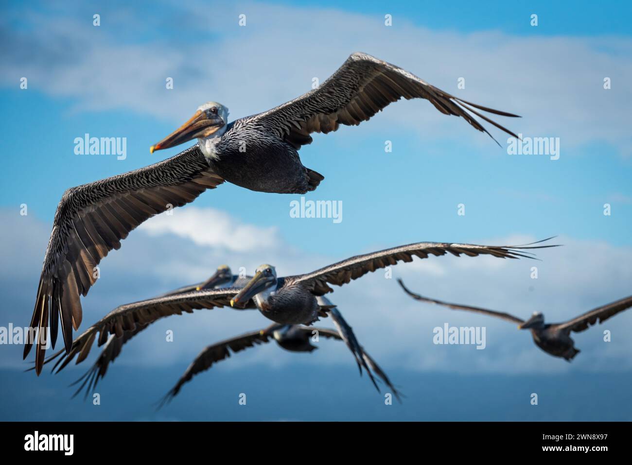 Groupe de pélicans bruns en vol sur le front de mer, San Francisco, Californie, USA. Banque D'Images