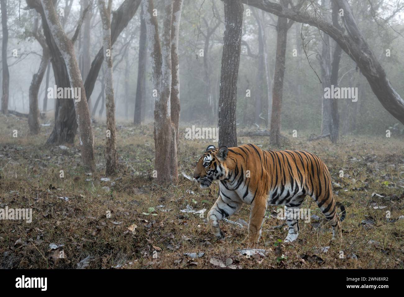 Tigre du Bengale - Panthera tigre tigre, beau grand chat coloré des forêts et des bois d'Asie du Sud, réserve de tigres de Nagarahole, Inde. Banque D'Images