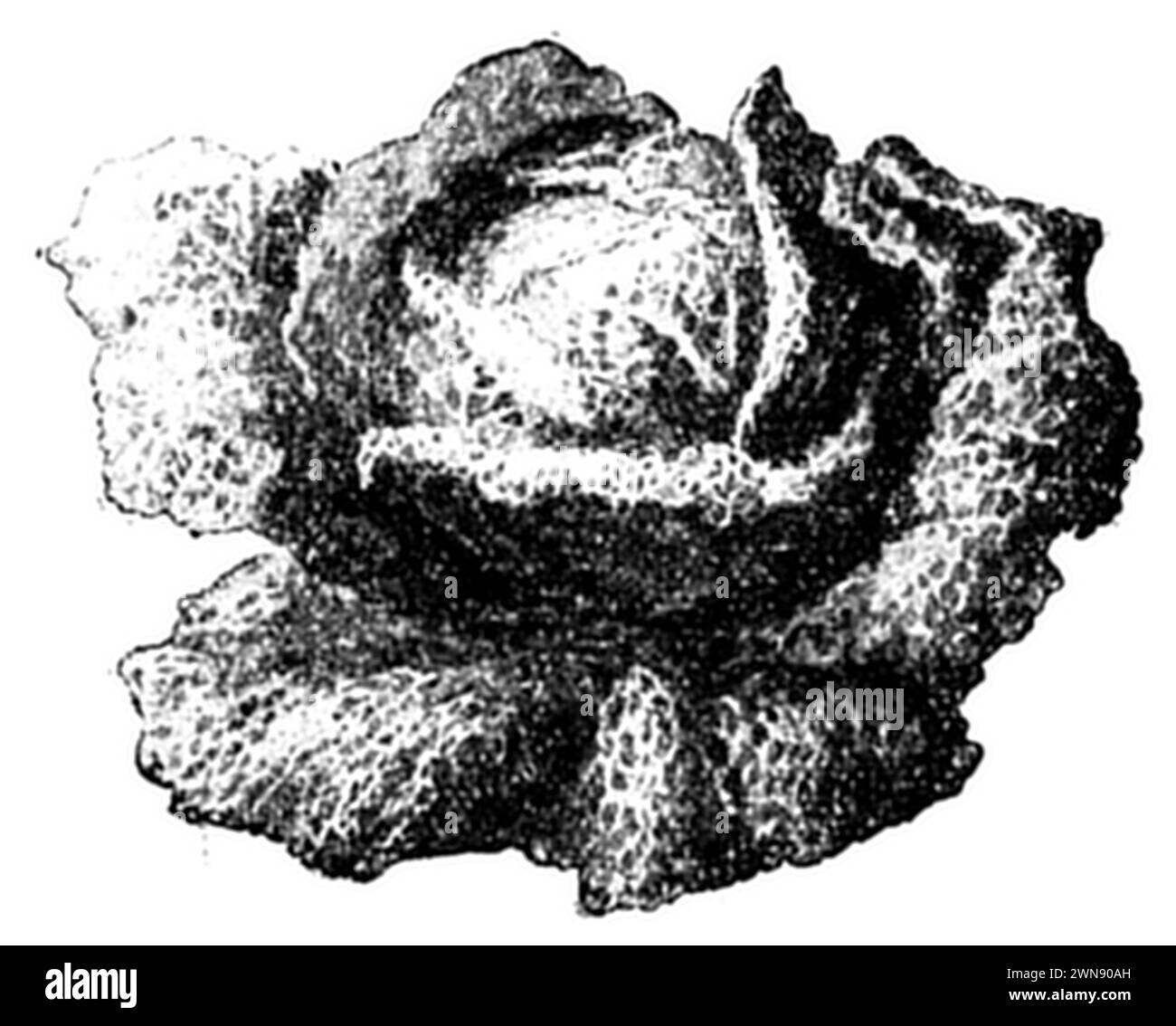 Chou de Savoie, Brassica oleracea convar. capitata var. sabauda, (livre de jardin, 1921), Wirsing, chou de Milan Banque D'Images