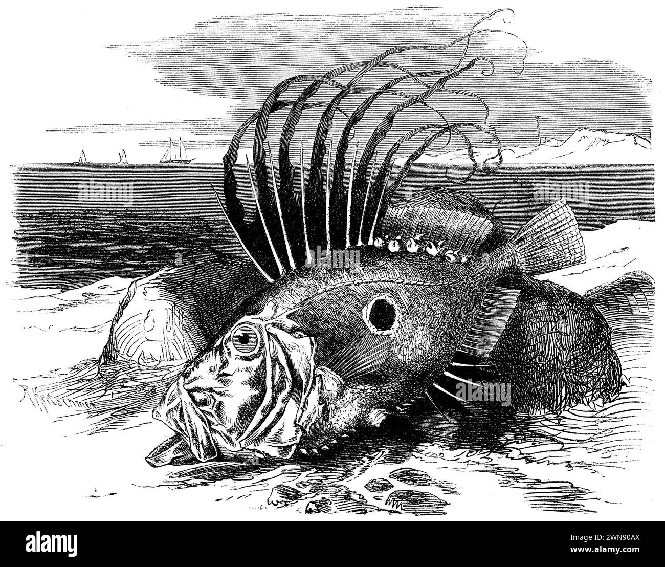 Dory, Zeus faber, (livre de zoologie, 1872), Petersfisch, dorée Banque D'Images