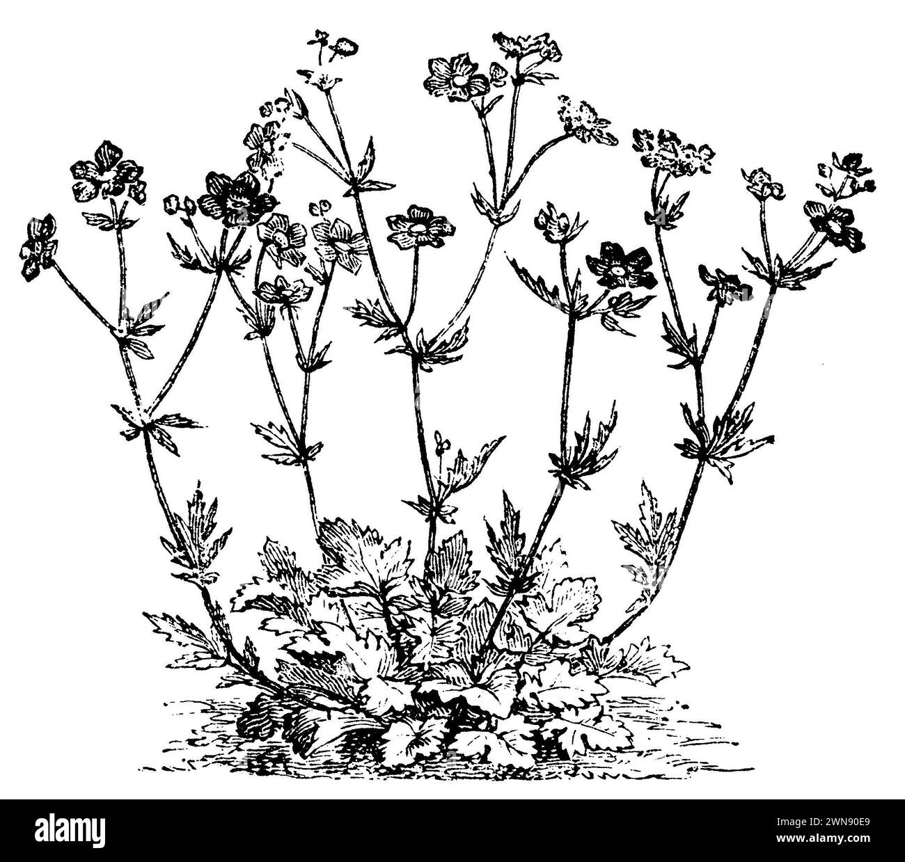 Geum coccineum, Geum coccineum, (livre de jardin, 1877), Scharlachrote Nelkenwurz, Geum coccineum Banque D'Images